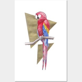 Scarlet Macaw Posters and Art